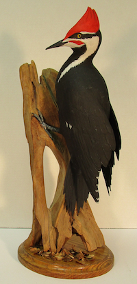 Pileated Woodpecker